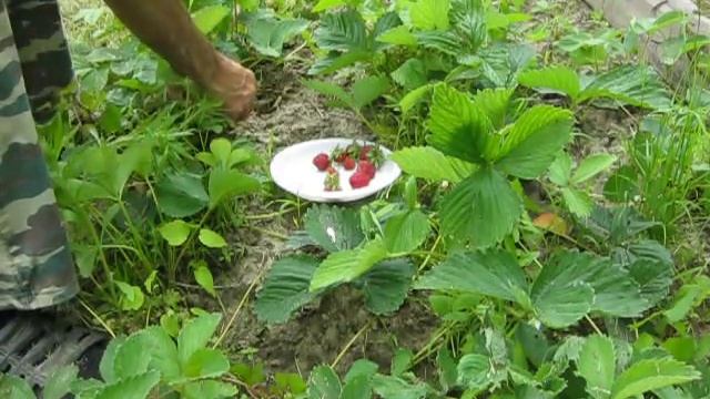 Как сделать средство от комаров и мошек -2 смотреть онлайн