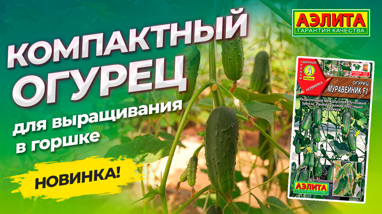 Огурец для выращивания в горшке! Новинка! Компактный гибрид МУРАВЕЙНИК F1