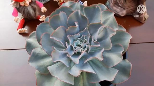 ECHEVERIA  CAMISOLE
