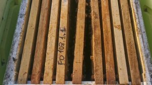 Пчелы Элгон(Elgon bees)