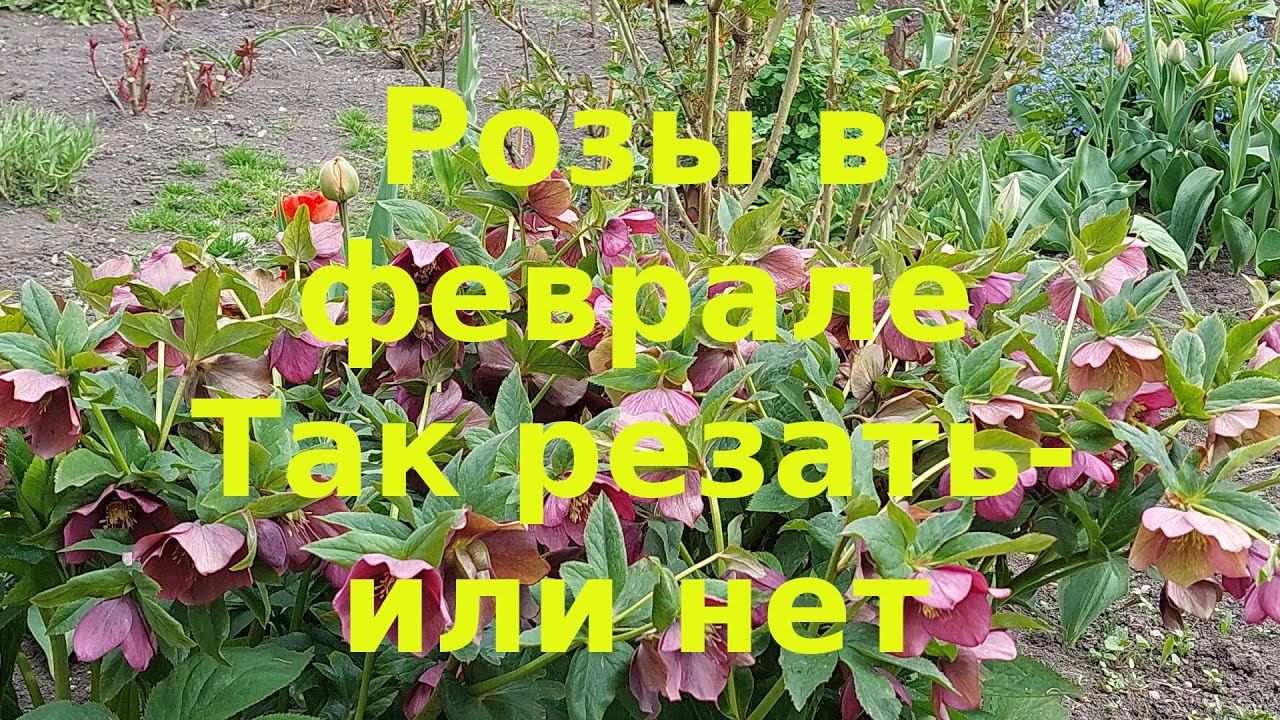 Розы в феврале Резать - не резать смотреть онлайн