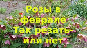 Розы в феврале Резать - не резать