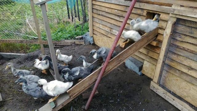 Курицы(Загорская лососёвая) и утки(Башкирская цветная). смотреть онлайн