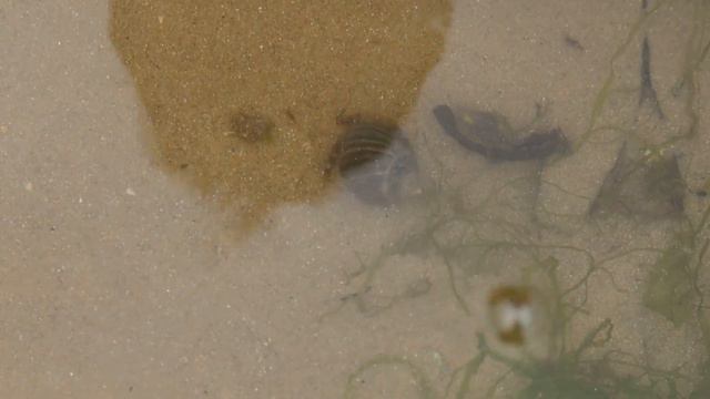ROCK POOL WILDLIFE in the UK смотреть онлайн