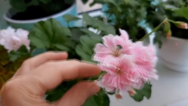 Как добиться пышного цветения у пеларгонии! смотреть онлайн