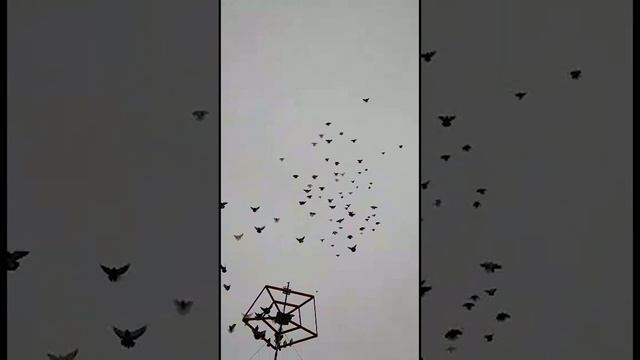 8(910)251-02-38 Небольшая нарезка видео с наших телефонов смотреть онлайн