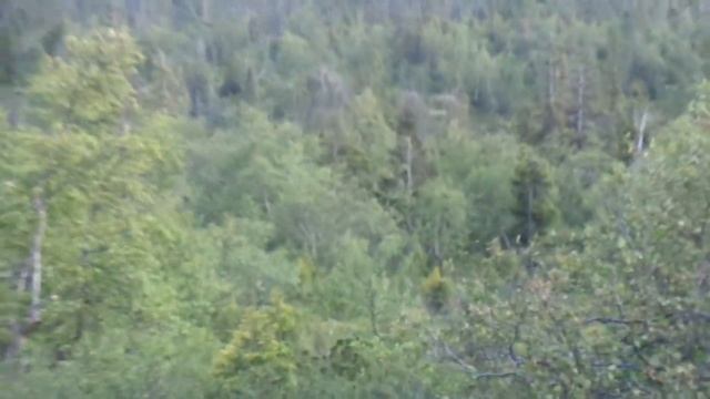 Карликовая елка смотреть онлайн