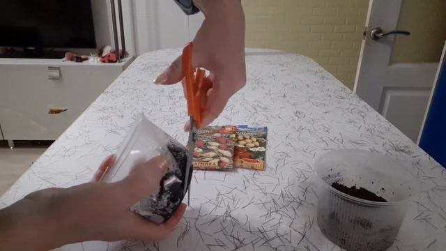 Земляника ремонтантная без усов. Посев семенами. смотреть онлайн