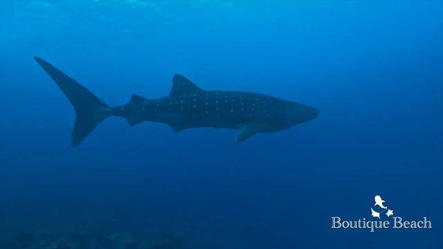 30.12.23 - Whale Shark Diving & Snorkelling. Dives at Sun Island Beyru & Maamigili Beyru Maldives смотреть онлайн