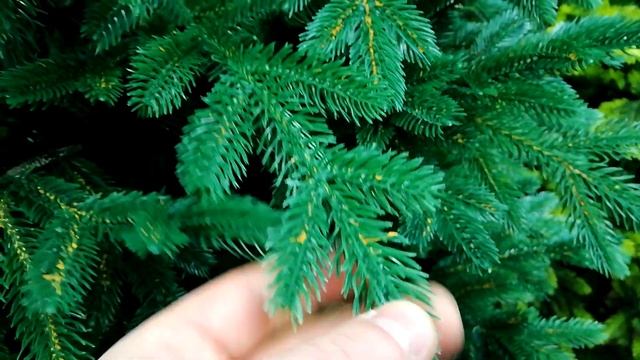 Выбираем елочку на Новый год в магазине OBI смотреть онлайн