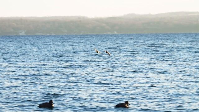 Letting Diver Ducks Work смотреть онлайн