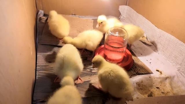 Суточные гусята. Май 2020 смотреть онлайн