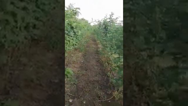 выращивание малины смотреть онлайн