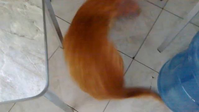 Кот и пакет сосисок. смотреть онлайн