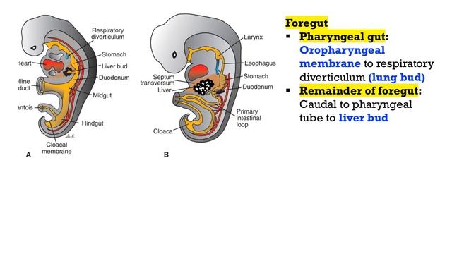 Development of GIT- part 1 (Anatomy Shortcut channel) смотреть онлайн