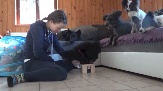 Crazy life of a pumi puppy! смотреть онлайн