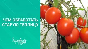 Чем обработать старую теплицу перед посадкой томатов, перцев и баклажан