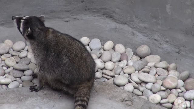 MOSCOW ZOO:RACCOON смотреть онлайн