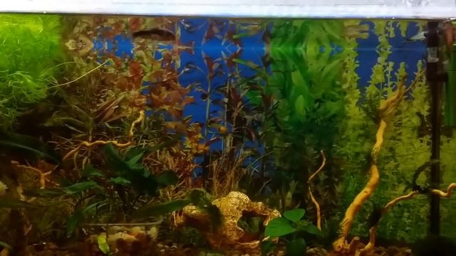 Золотистый сомик, Сомики хотят стать Дельфинами / Corydoras aeneus смотреть онлайн