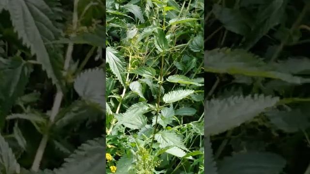 Гусеницы бабочки павлиний глаз