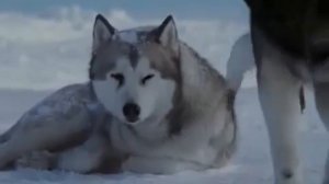 Клип про любовь и преданность собак  из фильма белый плен