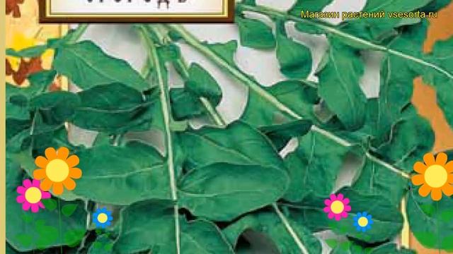 Рукола. Краткий обзор: Рукола описание характеристик, где купить семена eruca sativa l. смотреть онлайн