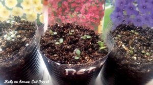 Первая ВАЖНАЯ подкормка Петунии после всходов