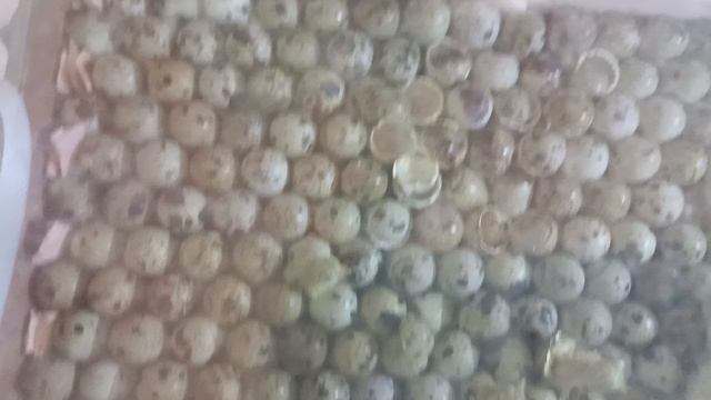 процесс вылупления перепелов.mp4