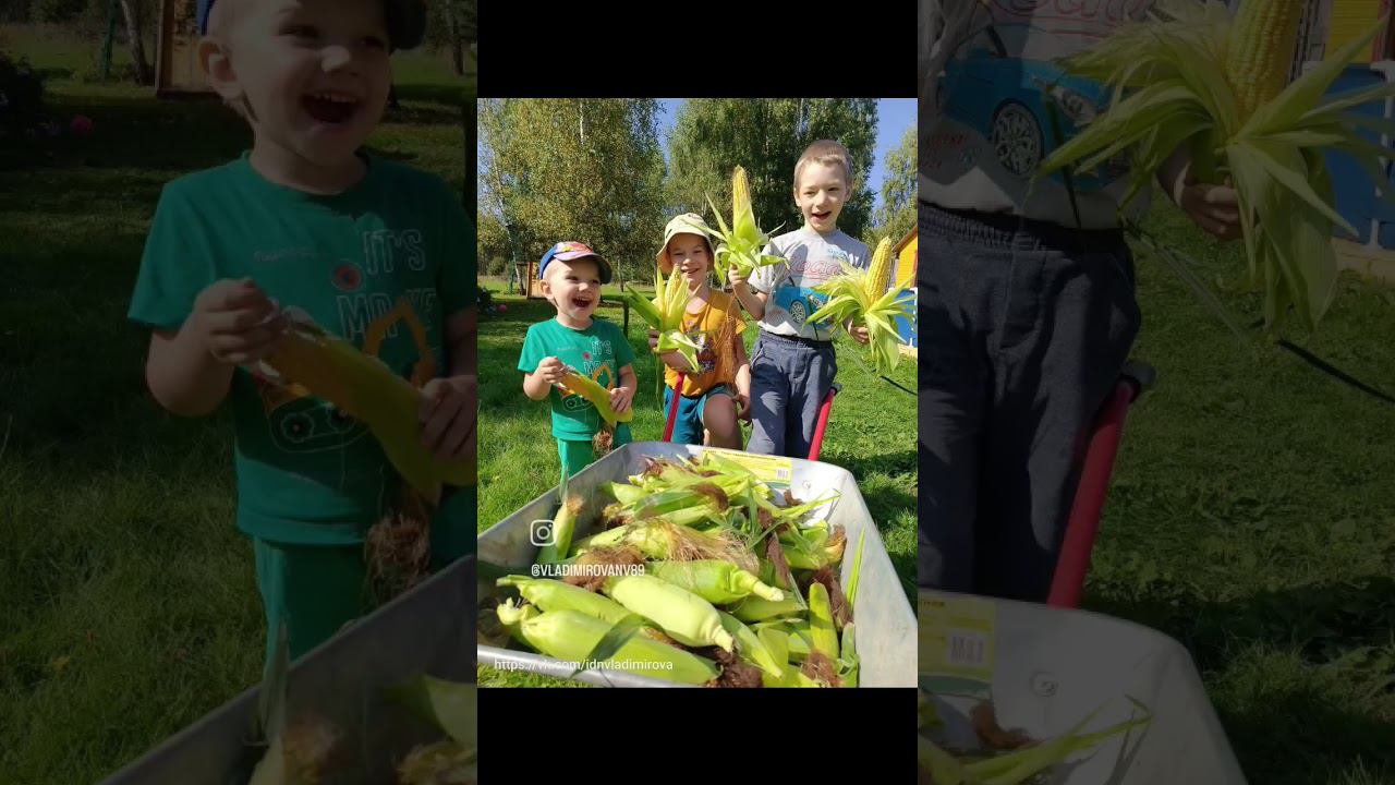 Собрали сегодня с мальчишками тачку❗ кукурузыВкуснятина