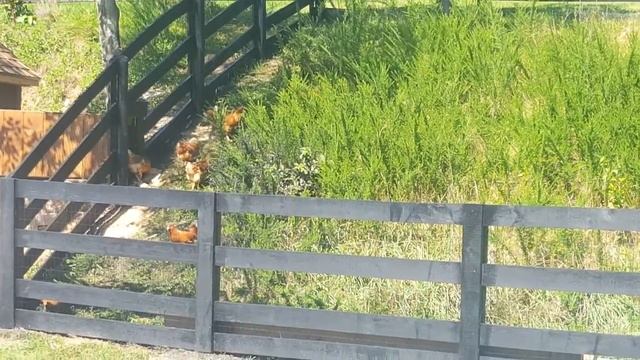 Chickens exploring the new chicken coup and chicken run смотреть онлайн