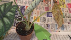 Желтеют и пропадают листья алоказии. Причина НЕ ЗАЛИВ! Вот почему. Срочная пересадка. Мои алоказии