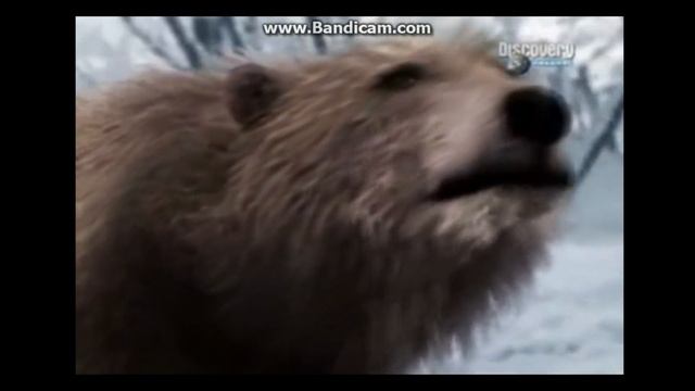 Звериные баталии. 4-я битва ( Сибирский тигр против большого бурого медведя ) смотреть онлайн