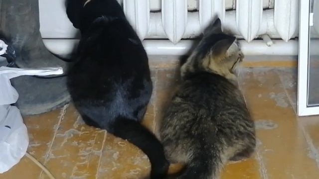 12.11.23.Ночь.Шкребутся мышы! Коты "Фартовый"и "Красавчик" на охоте, в засаде!Ютуб/к:Стороженко Вла смотреть онлайн