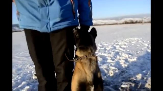 Бельгийская овчарка Малинуа. Питомник от Сольника. Сольник смотреть онлайн