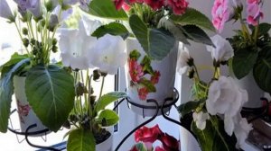 Грунт для глоксиний — какая земля подходит для цветка