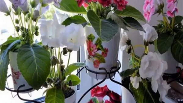 Грунт для глоксиний — какая земля подходит для цветка