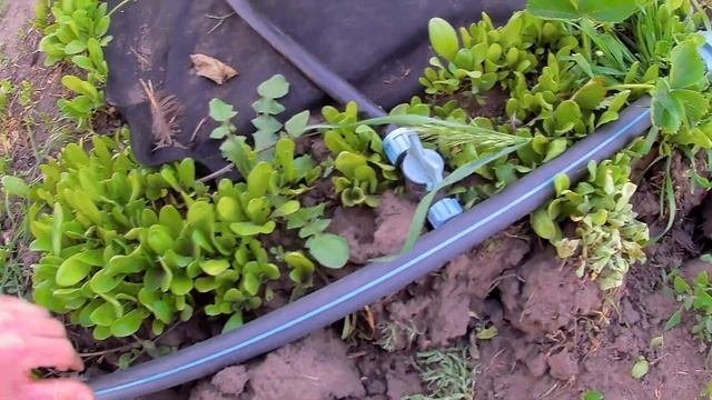 Посадка Клубники под Черное Агроволокно + Капельный Полив смотреть онлайн