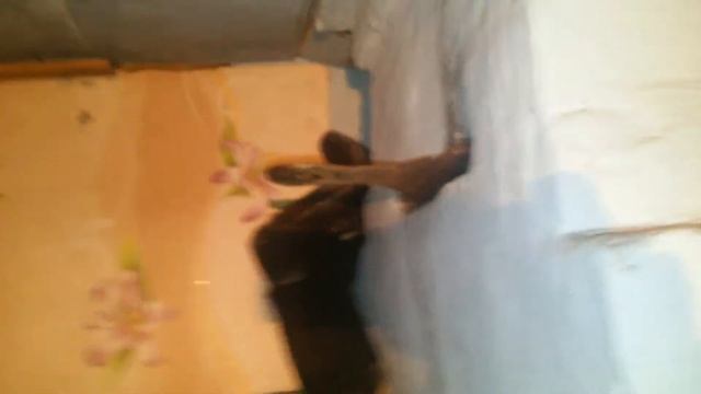 Домовой недоволен смотреть онлайн