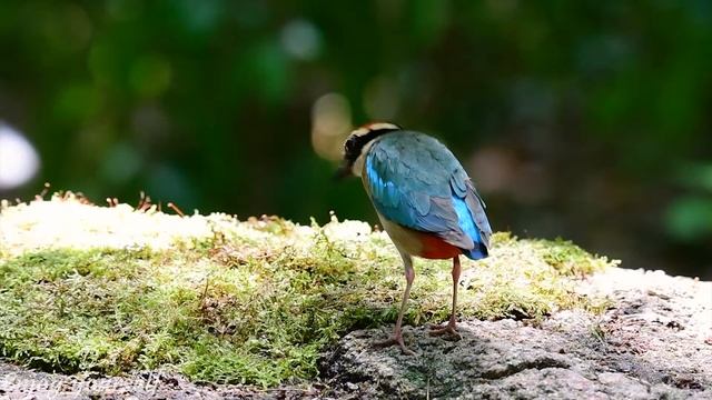 Beautiful Birds Singing in Forest • Instant Relief from Stress and Anxiety, Deep Healing Music #16 смотреть онлайн