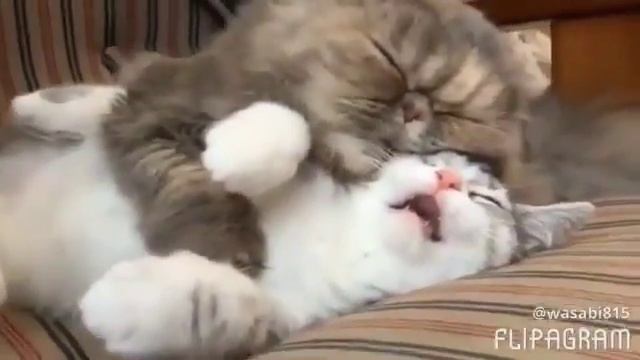 Кот с коте смешные кошки во сне смотреть онлайн