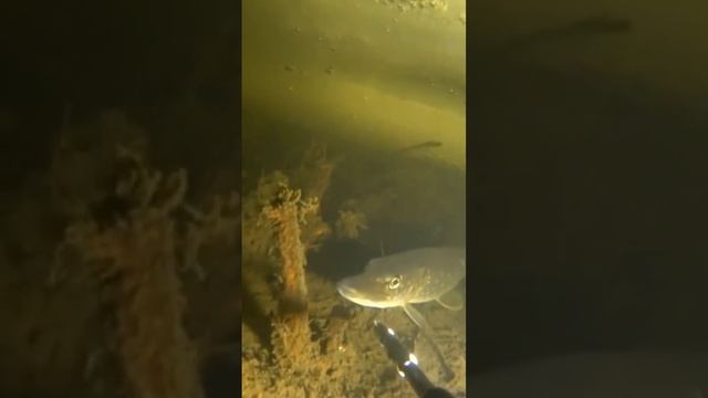 подводная рыбалка смотреть онлайн