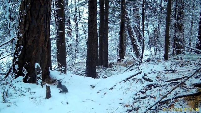 Беличьи хлопоты смотреть онлайн