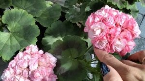#115.Моя коллекция розебудных пеларгоний ,цветущих на начало июня!