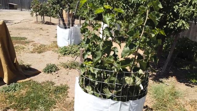 Наша шелковица сорта Pakistan (long fruited, black). August 17, 2019 смотреть онлайн