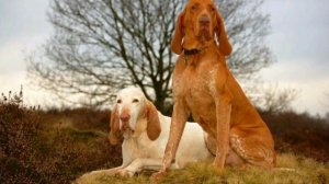 Итальянский бракк.Самая лучшая порода собак для охоты