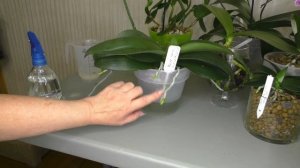 МОКРЫЕ ПЯТОЧКИ для ОРХИДЕЙ . Переводить на неё ОРХИДЕИ или НЕТ??? Система полива.  МОЙ ОПЫТ...