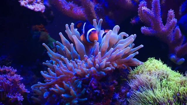Рыба клоун в актинии, Clownfish in Entacmaea quadricolor смотреть онлайн