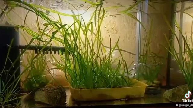 мальки гуппи смотреть онлайн