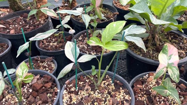 Kết quả cutting syngonium tricolor - LUXE GARDEN - Monstera Việt Nam смотреть онлайн