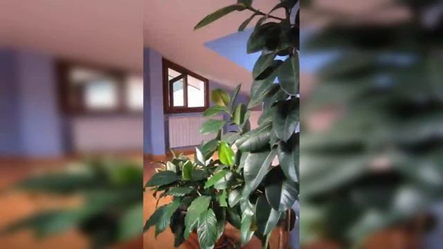 23 Idee Per un Utilizzo Perfetto del Ficus e Altre Piante per la Casa смотреть онлайн